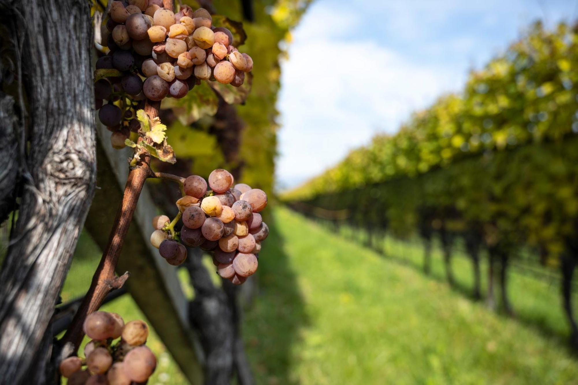 Hotel Girlanerhof Appiano Sulla Strada Del Vino Exteriér fotografie